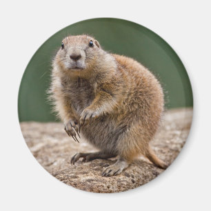 Imán Curioso Prairie Dog Magnet