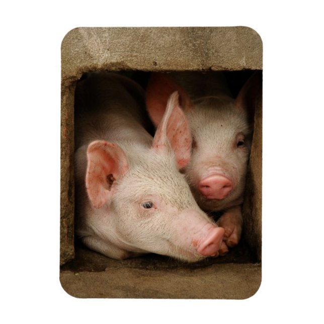 Imán Curiosos lechones (Vertical)