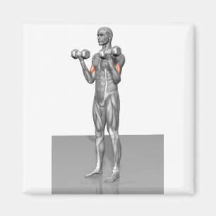 Imán Curso 2 de los biceps en pie