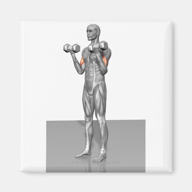 Imán Curso 2 de los biceps en pie (Frente)