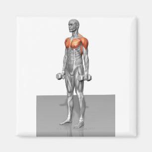 Imán Curva de Biceps en pie