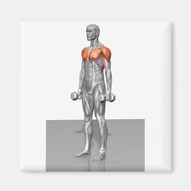 Imán Curva de Biceps en pie (Frente)