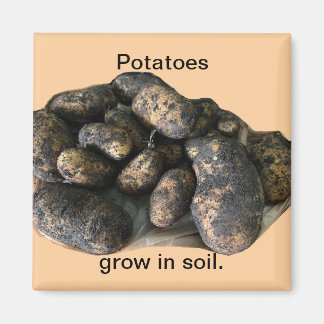 Imán Custom Potato Magnets, harvested