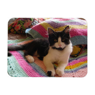 Imán Cuta de gato de Tuxedo con tarjeta de alfombra cro