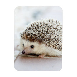 Imán Cute Baby Hedgehog