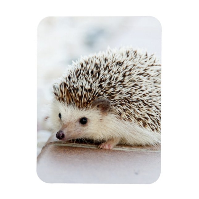 Imán Cute Baby Hedgehog (Vertical)