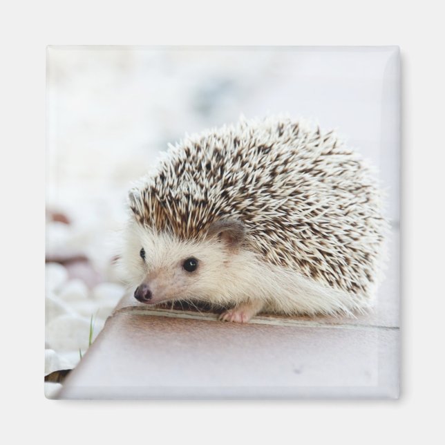 Imán Cute Baby Hedgehog (Frente)