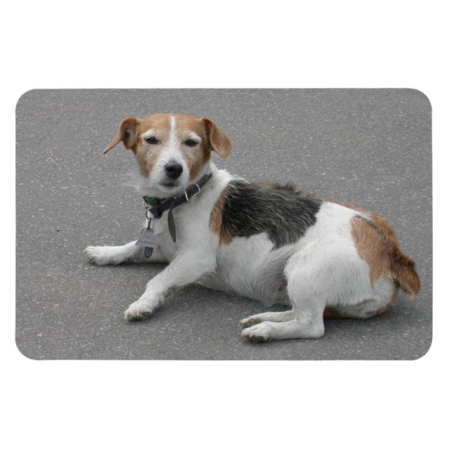 Imán Cute Beagle Mongrel (Horizontal)