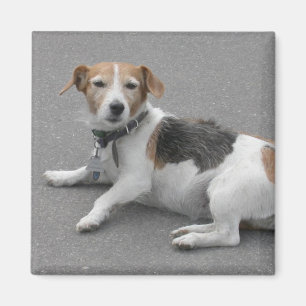 Imán Cute Beagle Mongrel