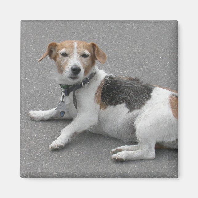 Imán Cute Beagle Mongrel (Frente)