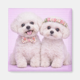 Imán Cute Bichon Frise Couple Valentine Illustration