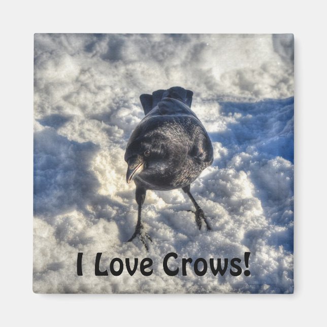 Imán Cute Black Raven en la foto de la nieve (Frente)