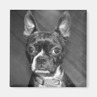 Imán Cute Boston Terrier