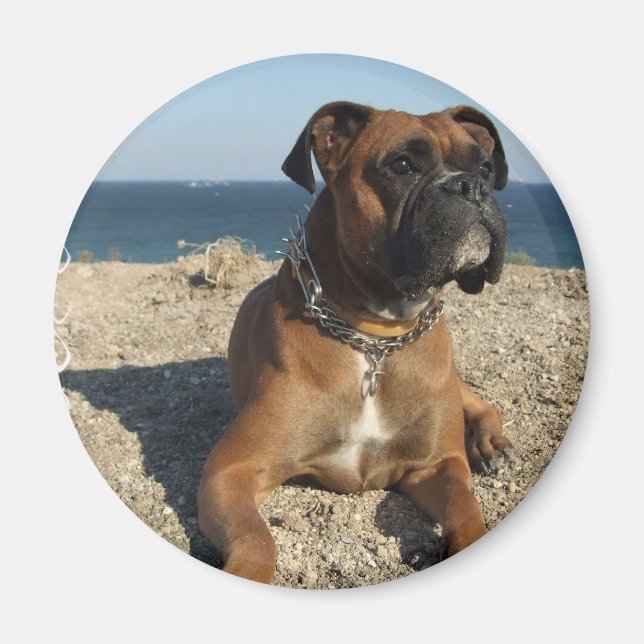 Imán Cute Boxer Dog Magnet (Frente)