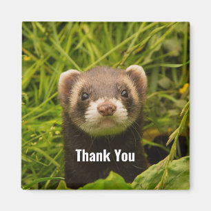 Imán Cute Brown Ferret in the Grass Thank You