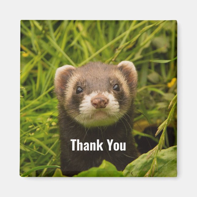 Imán Cute Brown Ferret in the Grass Thank You (Frente)