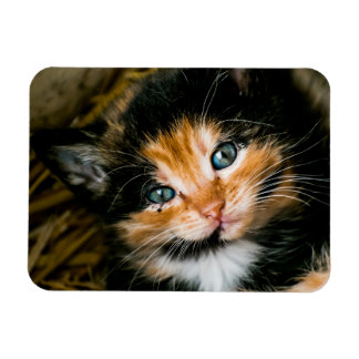 Imán Cute calico kitten with blue eyes