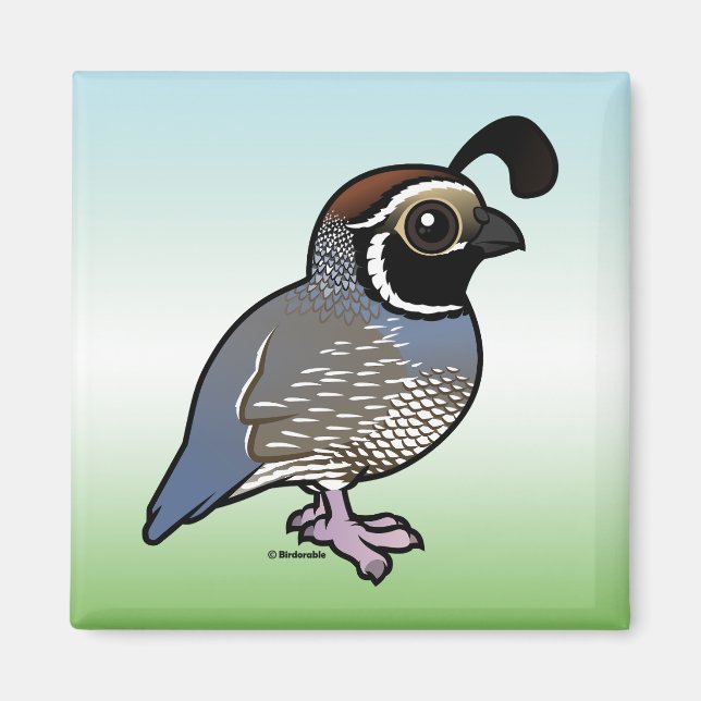 Imán Cute California Quail (Frente)