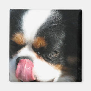 Imán Cute Cavalier Spanial Dog Magnet