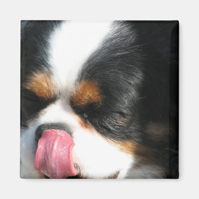 Imán Cute Cavalier Spanial Dog Magnet (Frente)