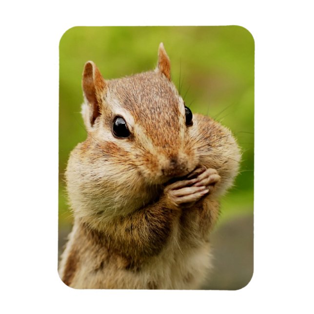 Imán Cute Cheeky Chipmunk (Vertical)