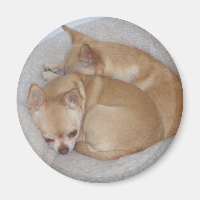 Imán Cute Chihuahua Magnet (Frente)