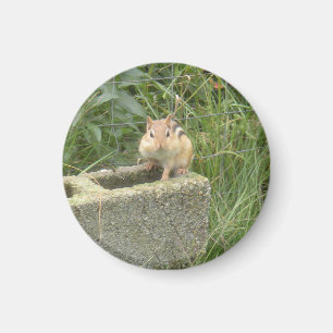 Imán Cute Chipmunk