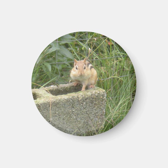 Imán Cute Chipmunk (Frente)