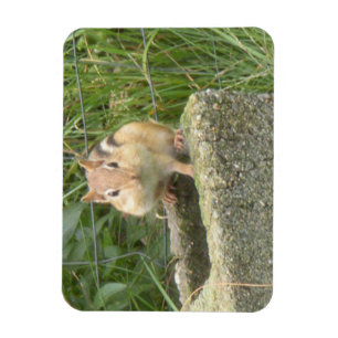 Imán Cute Chipmunk