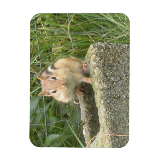 Imán Cute Chipmunk (Vertical)