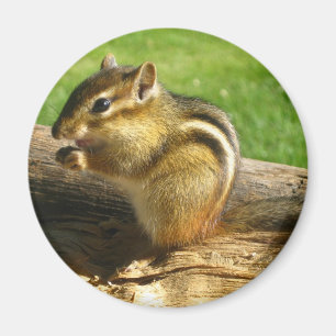 Imán Cute Chipmunk