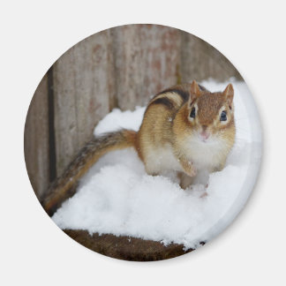 Imán Cute Chipmunk en la nieve