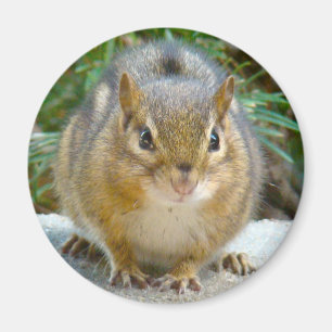 Imán Cute Chipmunk Tiene La Vista En Ti