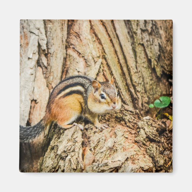 Imán Cute Chipmunk Woodland Animals (Frente)