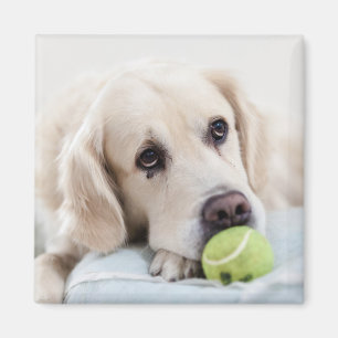 Imán Cute Dog 4