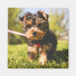 Imán Cute Dog 5