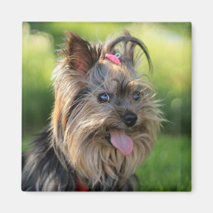 Imán Cute Dog 7