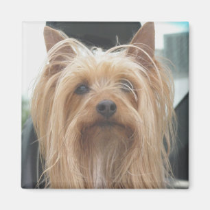 Imán Cute Doggie Magnet