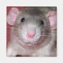 Imán Cute Dumbo Rat