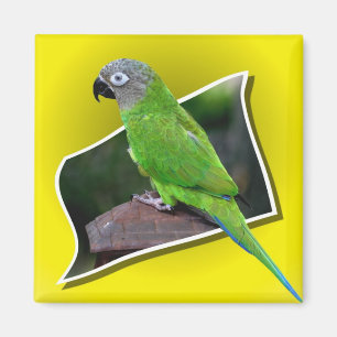 Imán Cute Dusky Heather Conure Parrot Bird Magnet