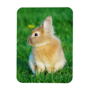 Imán Cute Fawn Bunny Sitting in Grass