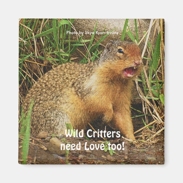 Imán Cute Gopher Prairie-dogs Wildlife Magnets (Frente)