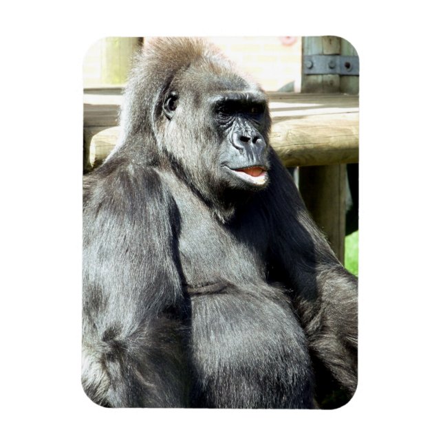IMÁN CUTE GORILLA (Vertical)