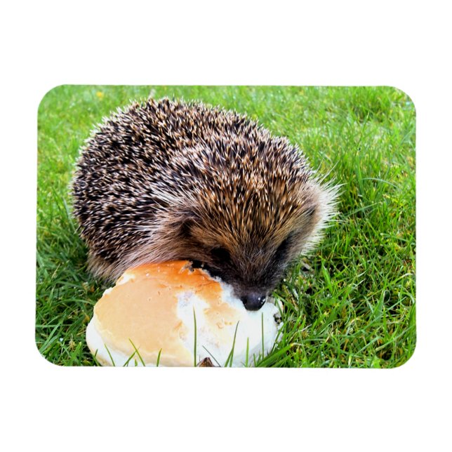 IMÁN CUTE HEDGEHOG (Horizontal)