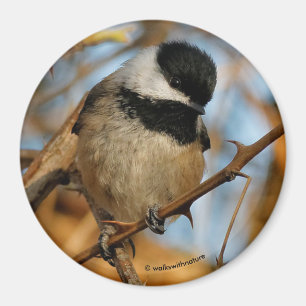 Imán Cute Hopeful Black-Capped Chickadee Songbird