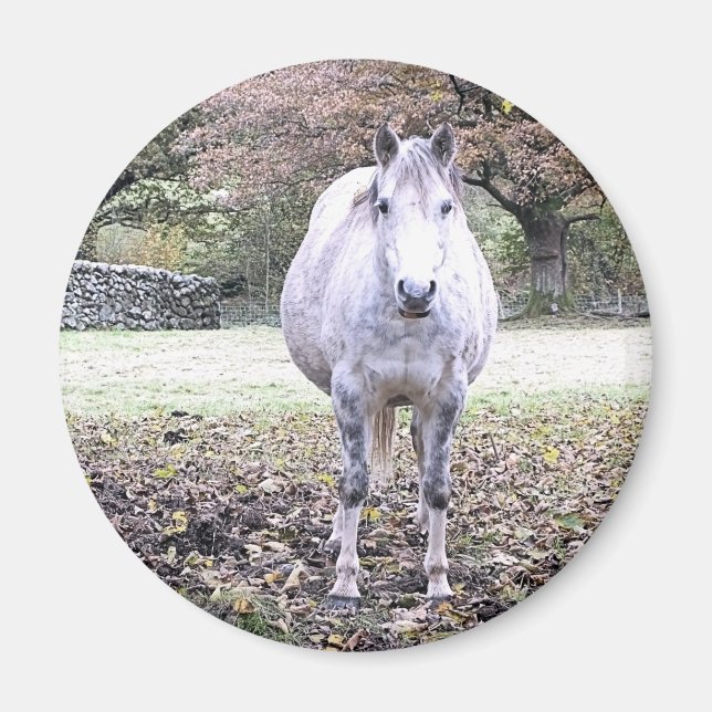 IMÁN CUTE HORSE   (Frente)