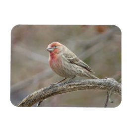 Imán Cute House Finch Magnet
