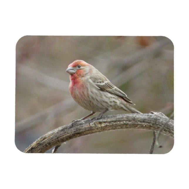 Imán Cute House Finch Magnet (Horizontal)