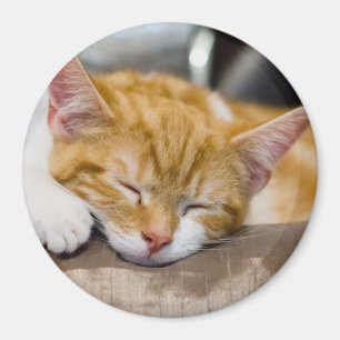 Imán Cute Kitten