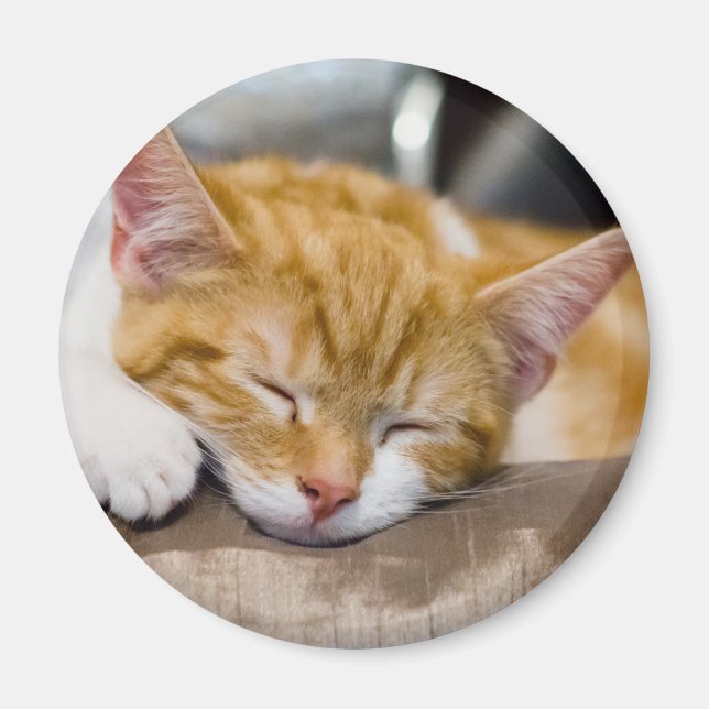 Imán Cute Kitten (Frente)